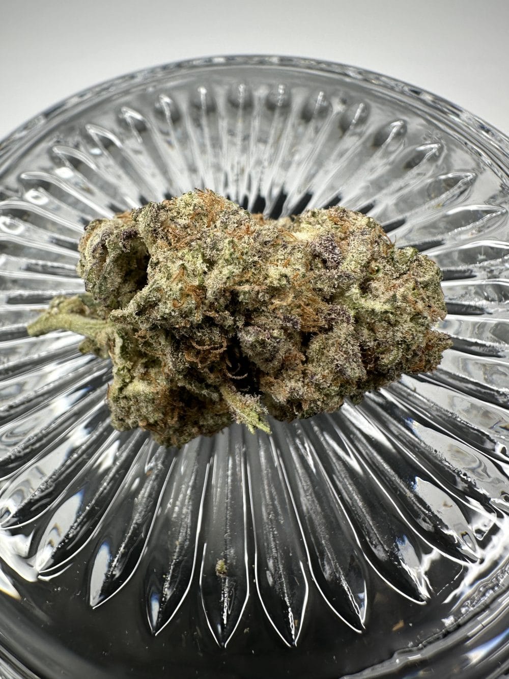 Cotton Candy - Hybrid - Flower - Image 2