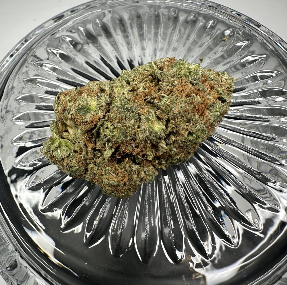 Cream - Hybrid - Flower - Image 2