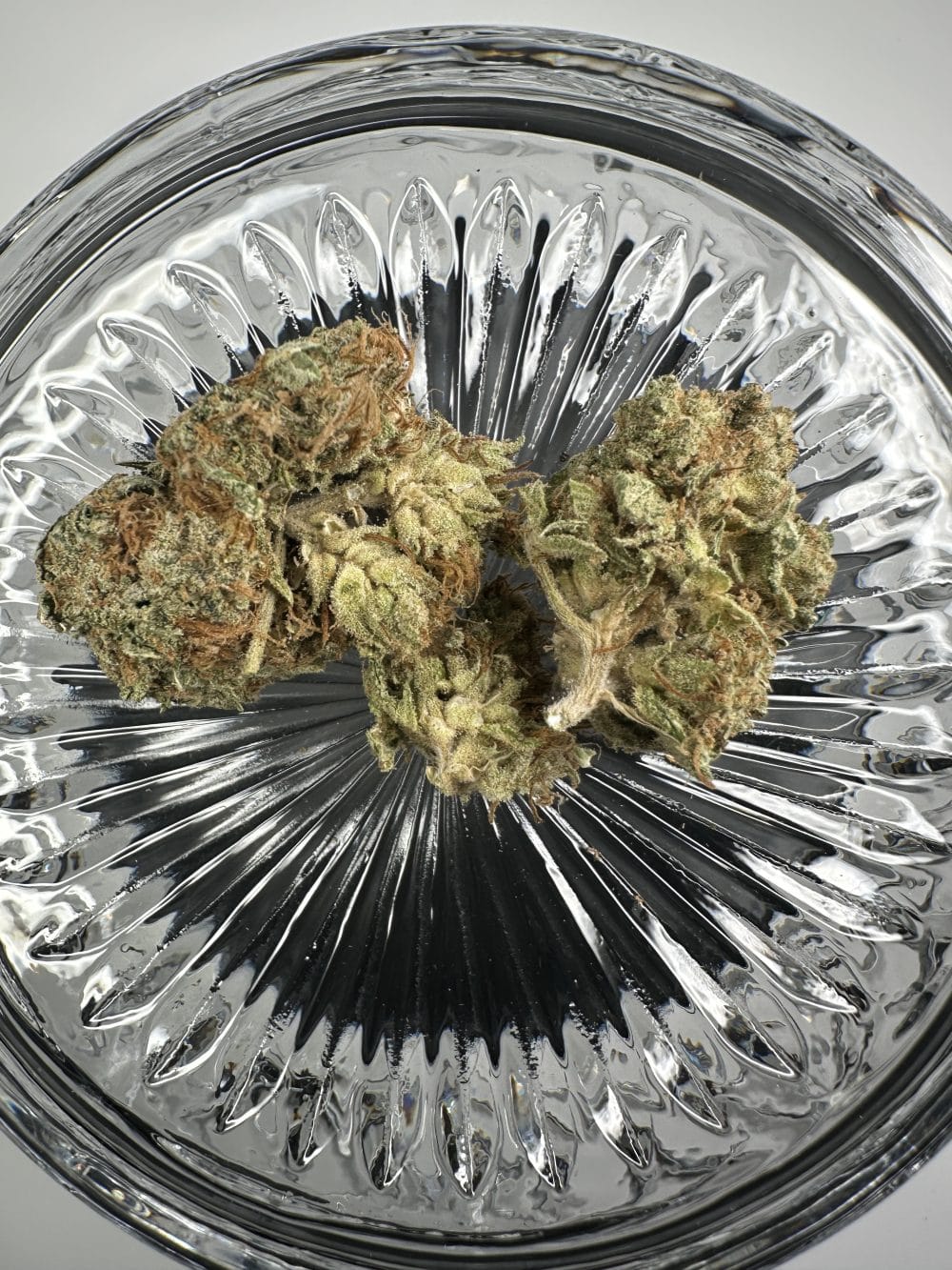 Cream - Hybrid - Flower - Image 3