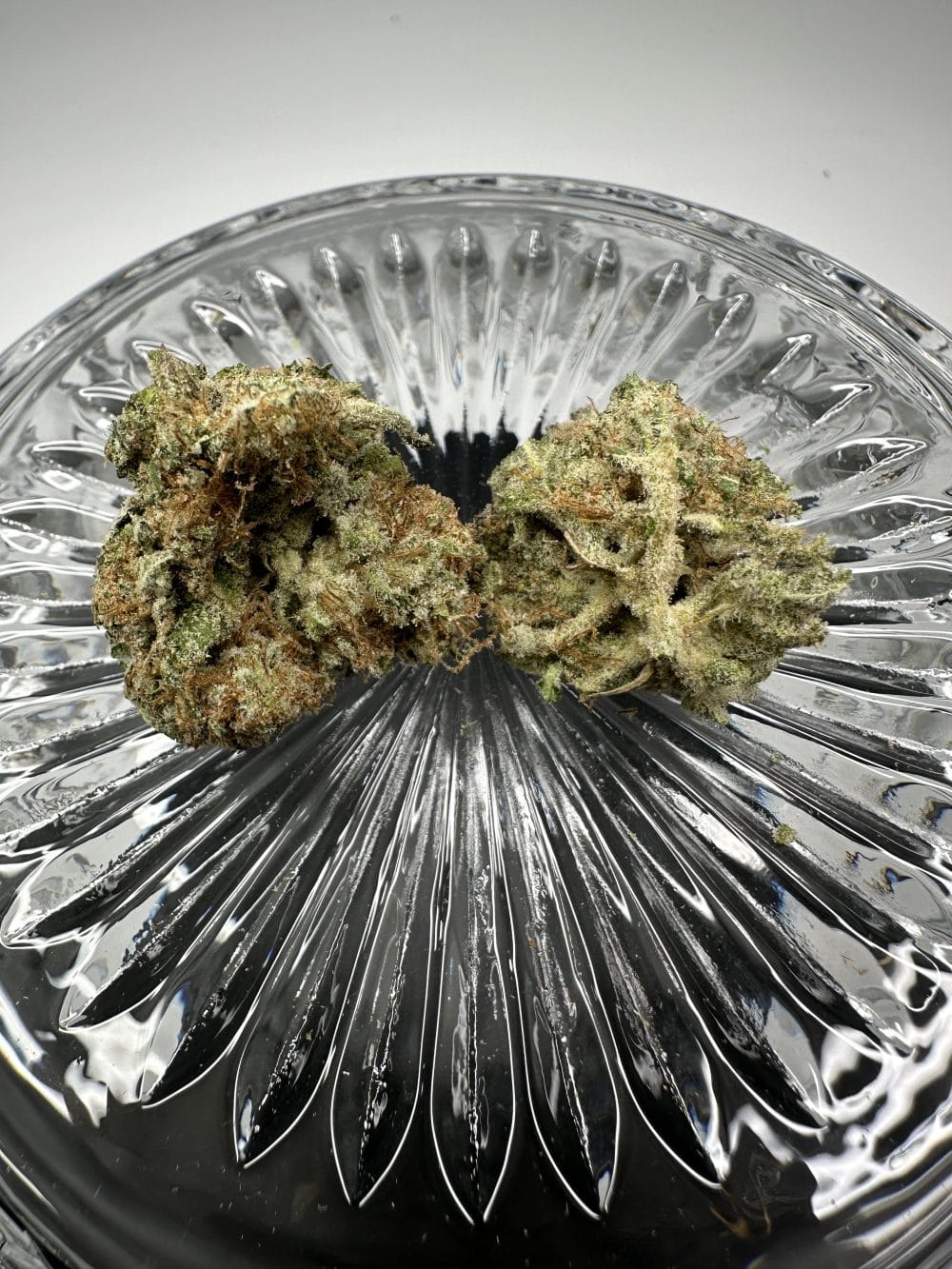 Gelato - Hybrid - Flower - Image 3