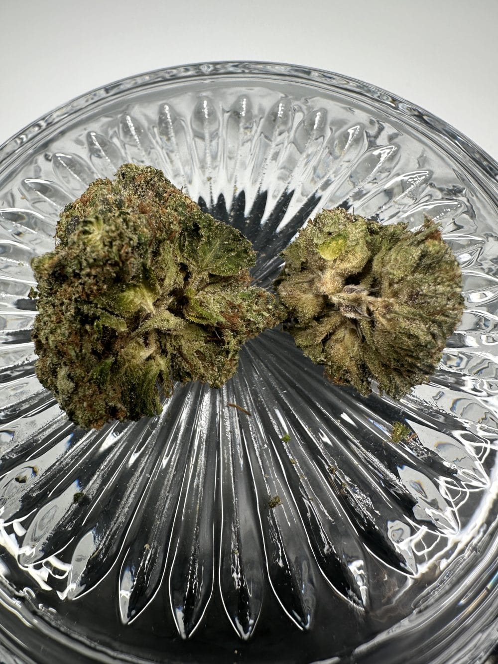 Mac and Cheese - Hybrid - Flower - Image 3