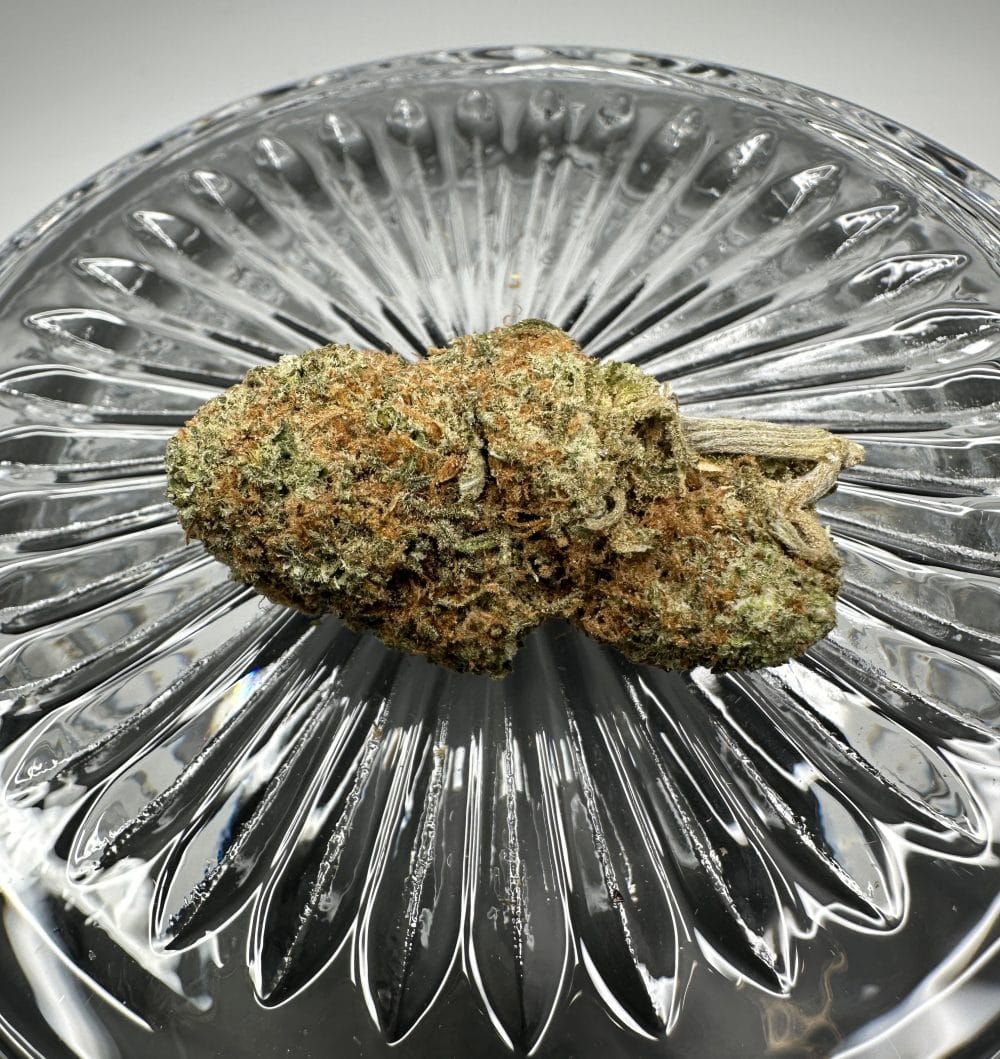 Sherbert - Hybrid - Flower - Image 2