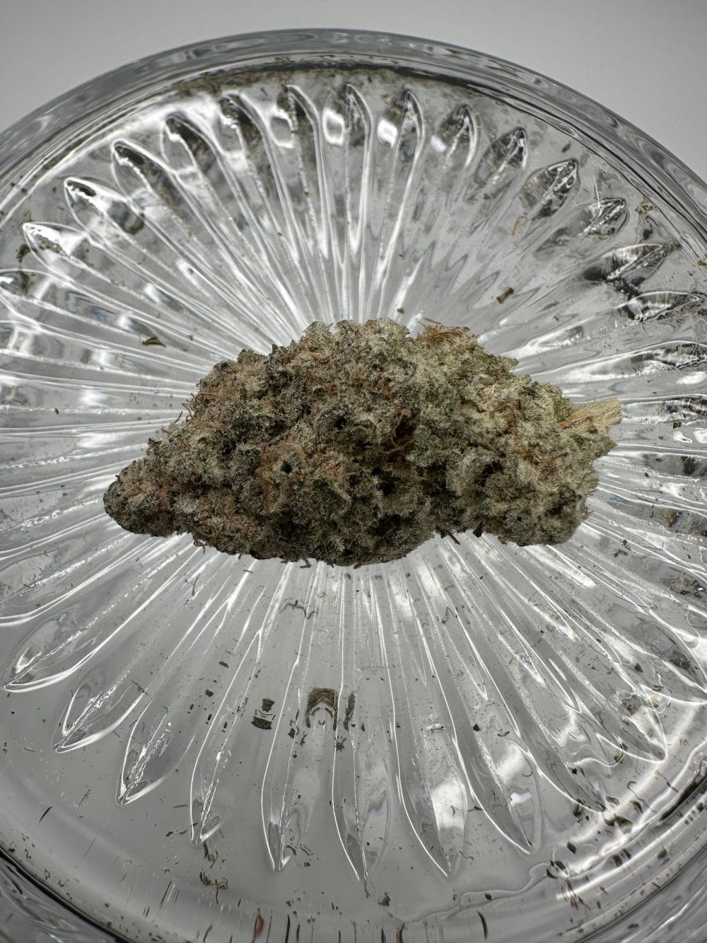 Creme Brulee - Hybrid - Flower - Image 2