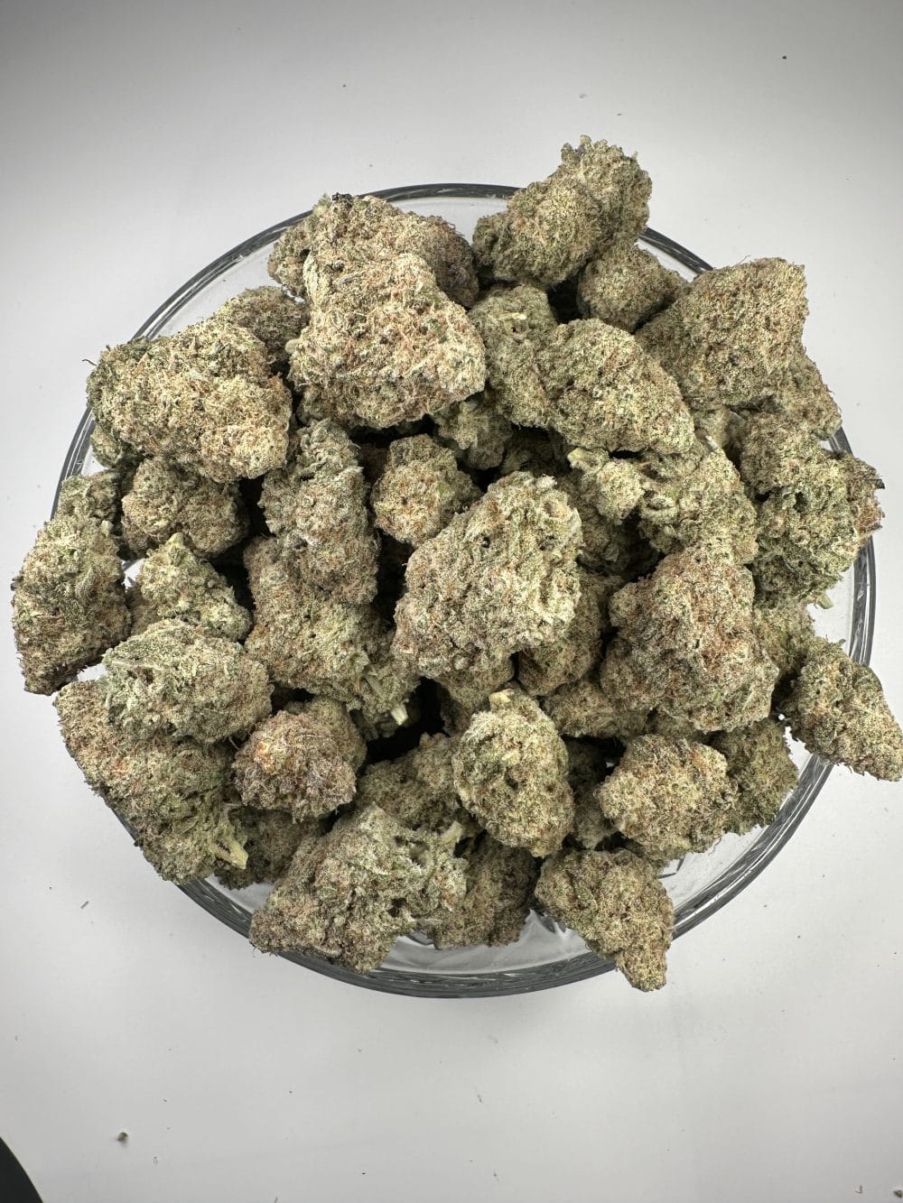 Creme Brulee - Hybrid - Flower